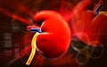 Kidney Royalty Free Stock Photo