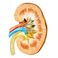 Kidney Royalty Free Stock Photo