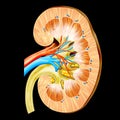 Kidney Royalty Free Stock Photo