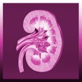 Kidney Royalty Free Stock Photo