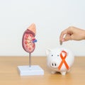 kidney Adrenal gland model with Piggy Bank and orange ribbon for disease of Urinary system and Stones, Cancer, world kidney day,