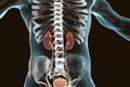 Kidney and adrenal glands highlighted inside human body Royalty Free Stock Photo