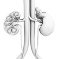 Kidney anatomy, cross-section, white background, medically 3D illustration