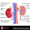 Kidney Anatomy Royalty Free Stock Photo