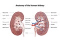 Kidney, Anatomy of the human urinary system, Cross Section. Shown are the renal artery, renal vein, ureter, upper calyx, lower