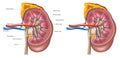 Kidney anatomy Royalty Free Stock Photo