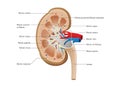 Kidney Anatomy Vector. Royalty Free Stock Photo