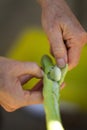 Kidney bean Royalty Free Stock Photo