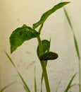 Kidney bean germinating plant in spring season in Delhi Royalty Free Stock Photo