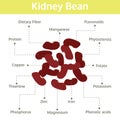 kidney bean nutrient of facts and health benefits, info graphic, food vector