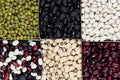 Kidney beans background, different kind haricot - red, black, white, mung in square cells closeup top view. Royalty Free Stock Photo