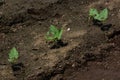 Kidney beans germination Royalty Free Stock Photo