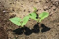 Kidney beans germination Royalty Free Stock Photo