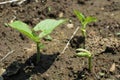 Kidney beans germination Royalty Free Stock Photo