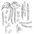 Kidney beans. Hand drawn vegetables on white background. Vecto