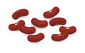 Kidney beans legume red brown seed. Kidney bean plant vegetable silhouette flat illustration