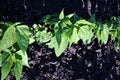 Kidney beans plant growing in black earth, organic farming, rows in the field