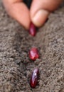 Kidney beans plantation Royalty Free Stock Photo