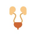 Kidney and Bladder isolated. Internal organs Human anatomy. vector illustration