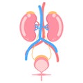 kidney and bladder urinary system, internal organs anatomy body part nervous system health care