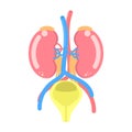 Kidney and bladder urinary system, internal organs anatomy body part nervous system