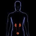 kidney Blood comes into the kidney, waste gets removed, and salt, water, and minerals are adjusted,