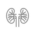 Kidney blood vessels line icon. Renal vascular disease symbol