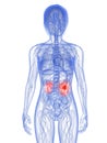 Kidney cancer