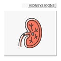 Kidney color icon