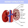 Kidney colorful poster, detailed diagram, cross section and urinary system