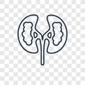 Kidney concept vector linear icon isolated on transparent background, Kidney concept transparency logo in outline style