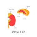 Kidney and cross section of adrenal gland in flat style Royalty Free Stock Photo