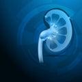 Kidney cross section blue background Royalty Free Stock Photo