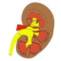 Kidney 2d