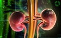 Kidney Royalty Free Stock Photo