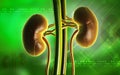 Kidney Royalty Free Stock Photo