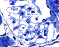 Kidney glomerulus micrograph