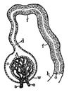 Kidney Glomerulus and Uriniferous Tubule, vintage illustration