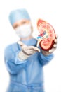 Kidney in the hands of the surgeon Royalty Free Stock Photo