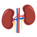Kidney. Human anatomy