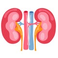 Kidney human internal organ anatomy