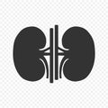 Kidney human renal vector icon isolated