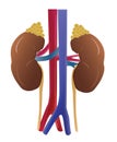 Kidney of human in vector Royalty Free Stock Photo