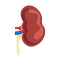 Kidney icon vector illustration isolated concept anatomical