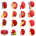 Kidney icons set, cartoon style