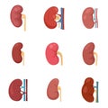 Kidney icons set flat vector isolated