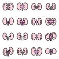 Kidney icons set vector flat