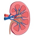 Kidney illustration Royalty Free Stock Photo