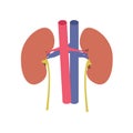 Kidney illustration Royalty Free Stock Photo