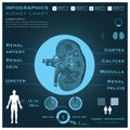 Kidney Infographic Infocharts Health And Medical